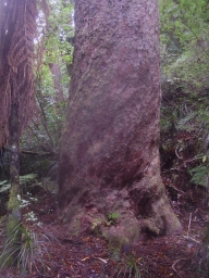 A kauri tree